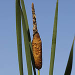 Typha latifolia, Flowers, Israel, flora