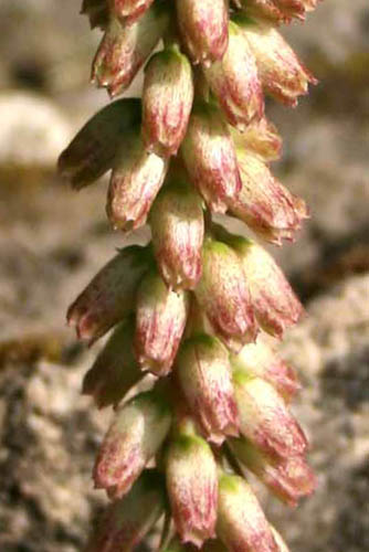 Umbilicus intermedius,Common pennywort,عصا الراعي, טבורית נטוי