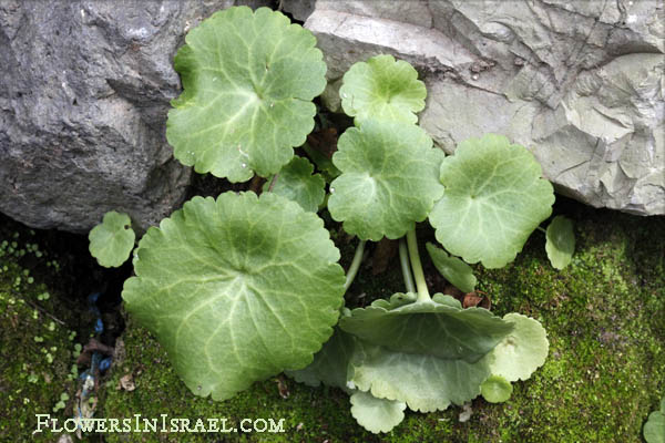 Umbilicus intermedius, Cotyledon intermedius, Common pennywort, טבורית נטוי