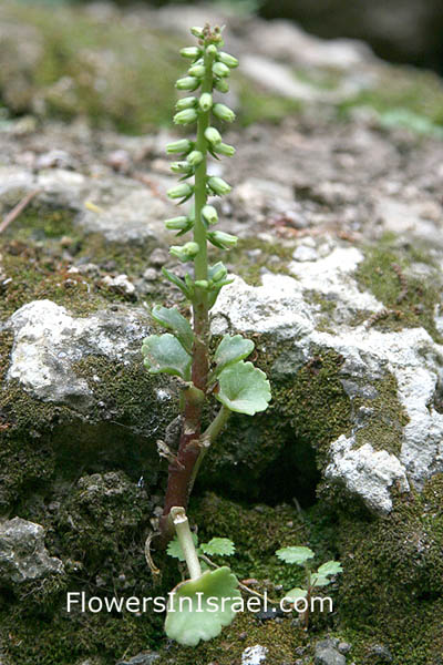 Umbilicus intermedius,Common pennywort,عصا الراعي, טבורית נטוי