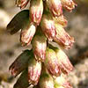 Umbilicus intermedius, Israel, Wildflowers, Native Plants