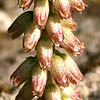 Umbilicus intermedius, Israel, Cream colored flowers