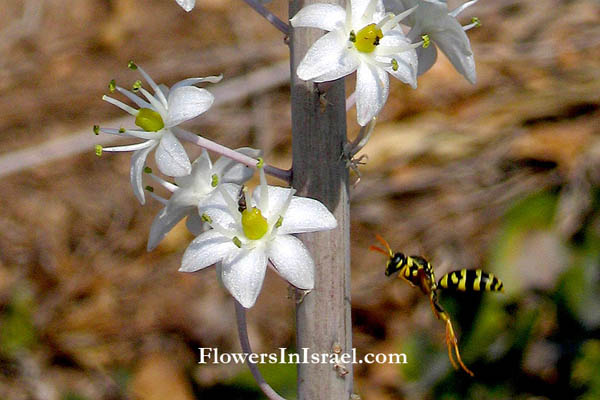 Israel, flowers, Urginea maritima, Sea onion, Sea Squill, عيصلان ,חצב מצוי