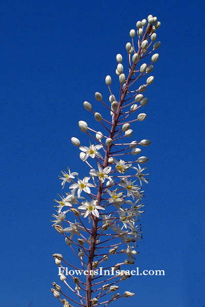 Urginea maritima, Sea onion, Sea Squill, عيصلان,חצב מצוי