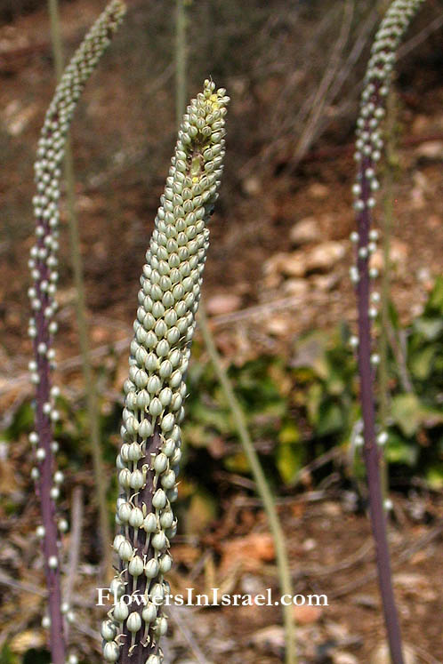 Urginea maritima, Sea onion, Sea Squill,  عيصلان ,חצב מצוי