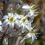 Urginea maritime, Israel, native wildflowers