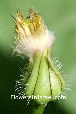 Urospermum picroides, Tragopogon picroides, Prickly goldenfleece, Prickly cupped Goat's Beard, אזנב מצוי