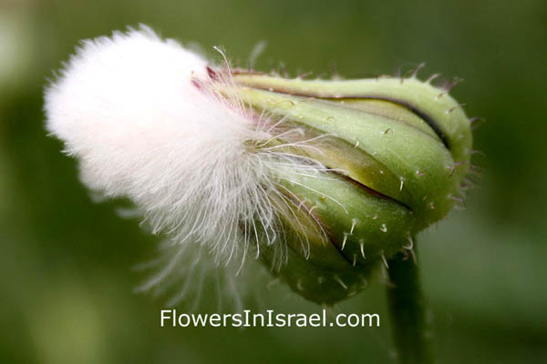 Israel, Flowers, Urospermum picroides, Tragopogon picroides, Prickly goldenfleece, Prickly cupped Goat's Beard, אזנב מצוי