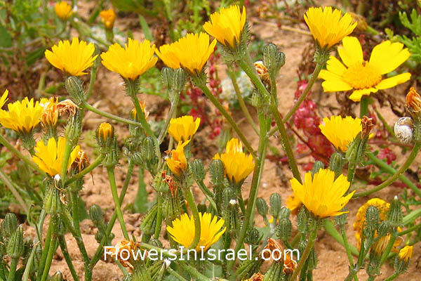 Urospermum picroides, Tragopogon picroides, Prickly goldenfleece, Prickly cupped Goat's Beard, אזנב מצוי