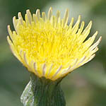 Urospermum picroides, Israel Yellow wildflowers