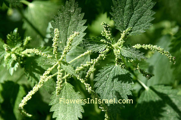 Urtica membranacea, Urtica caudata, Urtica dubia,Membranous Nettle, قريص غشائي , סרפד קרומי