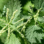 Urtica membranacea, פרחים בישראל, פרחים ירוקים