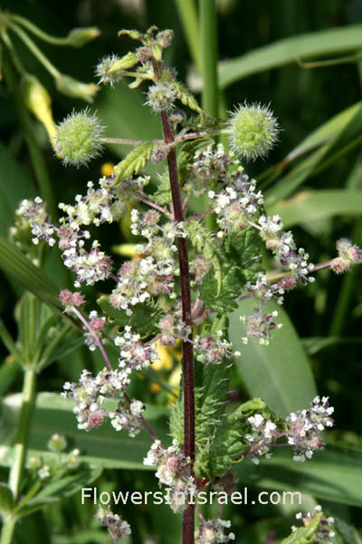 Vilda blommor i Israel