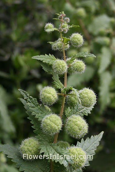 Urtica pilulifera, Urtica dodartii, Roman nettle , סרפד הכדורים, حريق