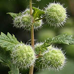 Urtica pilulifera, פרחים בישראל, פרחים ירוקים