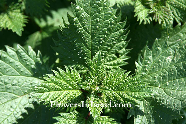 Urtica urens, Small nettle, Dwarf stinger, Dog nettle, احريق,סרפד צורב,פרחים בישראל, תמונות