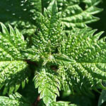 Urtica urens, Small nettle, Dwarf stinger, Dog nettle,
סרפד צורף