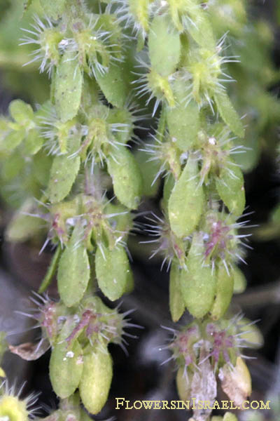 Valantia hispida, Vailantia hispida, Bristly crosswort, Hairy Valantia, חגווית שעירה