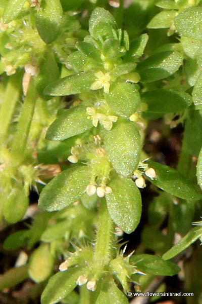 Native plants of Palestine