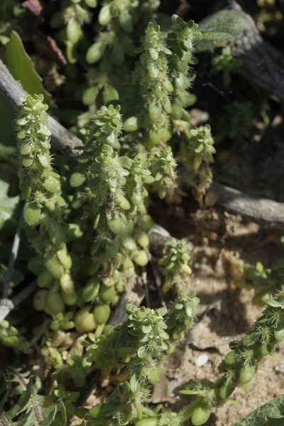 Valantia muralis, Aspera muralis, Aspera nutans, Galium vexans, Wall Valantia, חגוית החומות,  فلنتية الحيطان