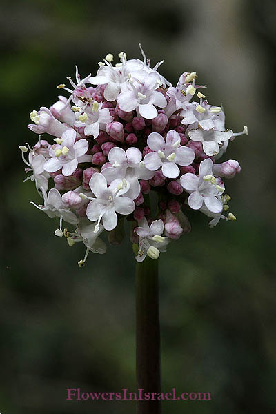 Visit Israel, Travel, Go Israel, Israel wildflowers