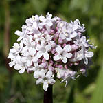 Valeriana dioscoridis, Israel, Wildflowers, Native Plants