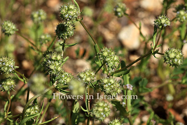 Valerianella coronata, 	Crowned corn salad, ולריינית עטורה 