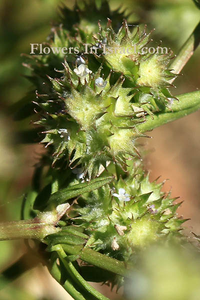 Valerianella coronata, Corn salad,ולריינית עטורה