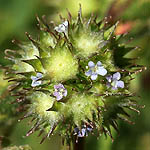 Valerianella coronata, Israel, Wildflowers, Native Plants