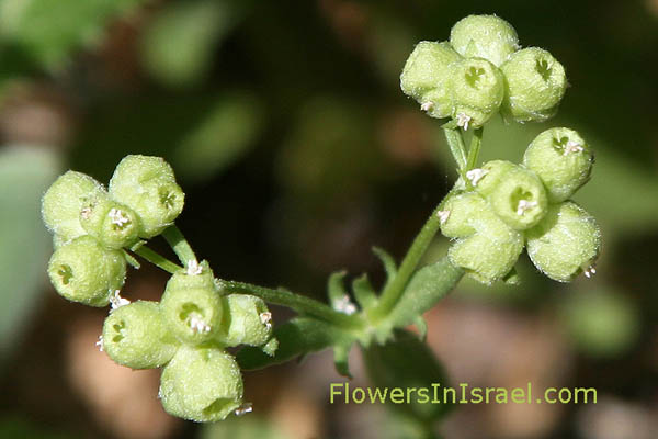 Valerianella vesicaria,  Bladder Corn Salad, ולריינית משולחפת