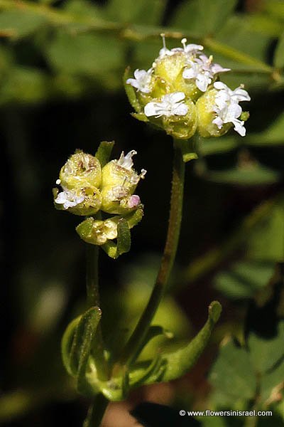 Israel, Flowers, Wildflowers, Flora