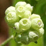 Valerianella vesicaria, Israel, Wildflowers, Native Plants