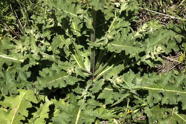 Verbascum berytheum, Verbascum bulbosum, Beiruth Mullein, בוצין בירותי,  البوصير البيروتي