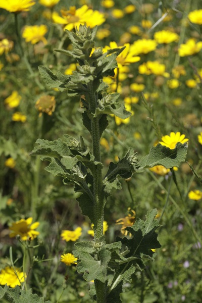 Verbascum berytheum, Verbascum bulbosum, Beiruth Mullein, בוצין בירותי,  البوصير البيروتي