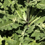 Verbascum berytheum, Israel Yellow wildflowers