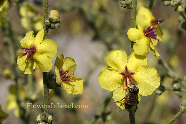  Verbascum sinuatum, Scallop-Leaved Mullein, בוצין מפורץ, عورور