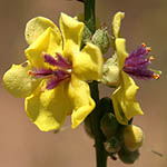 Verbascum sinuatum, Israel Yellow wildflowers