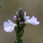 Verbena officinalis, Verbena domingensis, Verbena macrostachya, Common Verbena, Common Vervain, Simpler's Joy, Holy Herb, ורבנה רפואית, Lilac Flowers