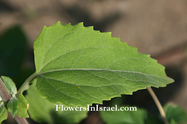 Verbesina encelioides, Golden Crownbeard, Butter Daisy,כנפון זהוב