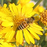 Verbesina encelioides, Israel Yellow wildflowers