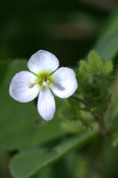 Native plants of Palestine