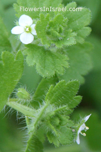 Native plants of Palestine