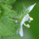 Veronica cymbalaria, Israel, native wildflowers