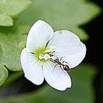 Veronica panormitana, Israel, Wildflowers, Native Plants