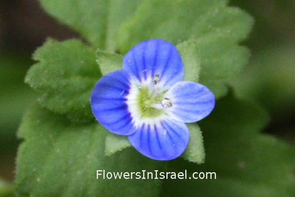 Veronica polita, Veronica didyma, Pocilla polita,  Grey field speedwell, ורוניקה מבריקה ,لبخ أزرق اللامعة