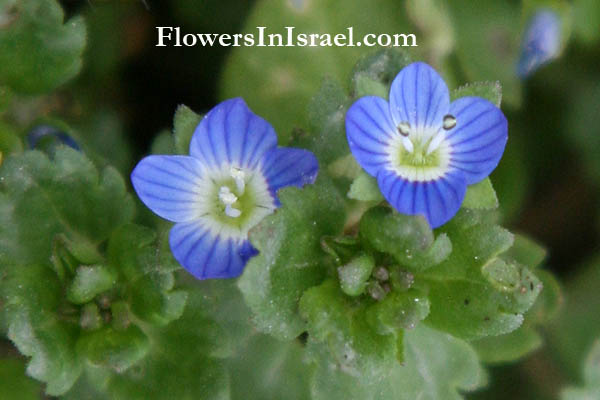 Veronica polita, Veronica didyma, Pocilla polita,  Grey field speedwell, ורוניקה מבריקה ,لبخ أزرق اللامعة