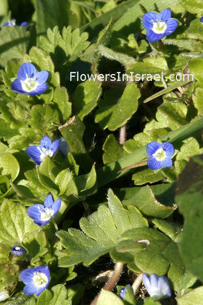 Veronica polita,Veronica didyma, Pocilla polita,Gray field speedwell, Twin Speedwell, ורוניקה מבריקה