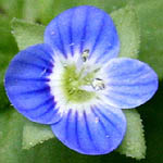 Veronica polita, Israel, Wildflowers, Native Plants