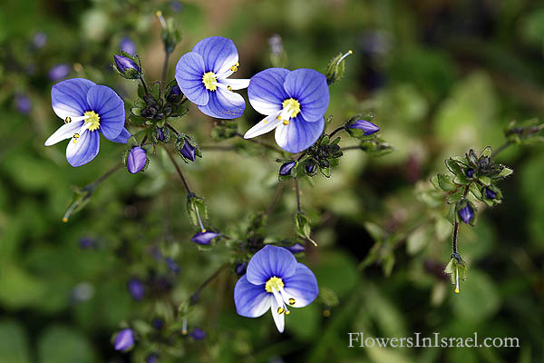 Veronica syriaca, Syrian speedwell, ורוניקה סורית