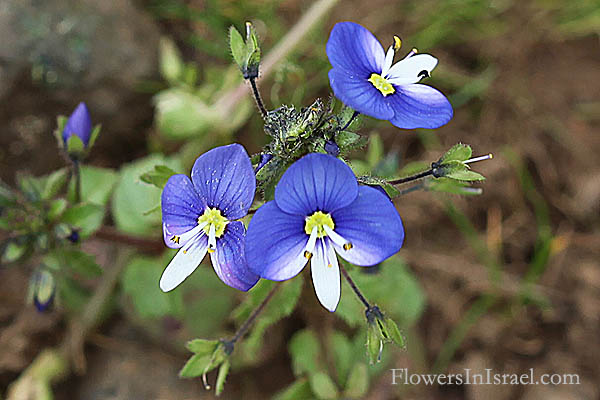 Flowers of Israel online, native plants, Palestine